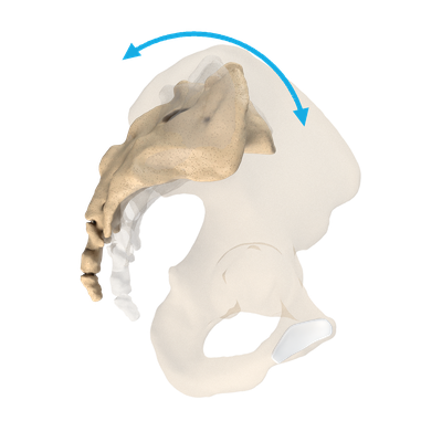 Pelvis with sacrum tilting forward and back at the SI joint