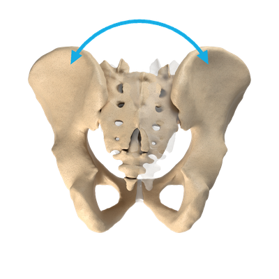 Pelvis viewed from behind with side-to-side bending at the SI joints